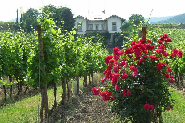 Direkter Link zur Internetpräsentation der Villa Im Paradies